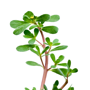 马齿苋种子药食同用大叶长寿菜蚂蚱菜籽春秋庭院种孑四季蔬菜盆栽