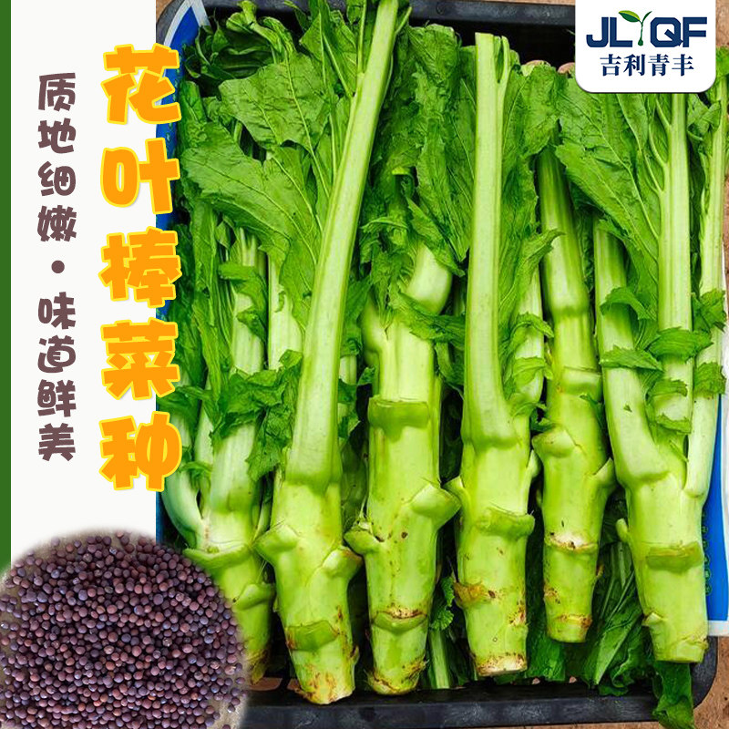 四川棒菜种子花叶青笋子临江芥菜种籽青菜秋冬四季蔬菜种籽大全图片