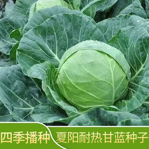 甘蓝种子菜苗大全春秋四季农家
