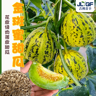 花斑甜瓜种子长耕金斑蜜香瓜种籽春秋播脆甜绿肉杂交蜜瓜水果种孑