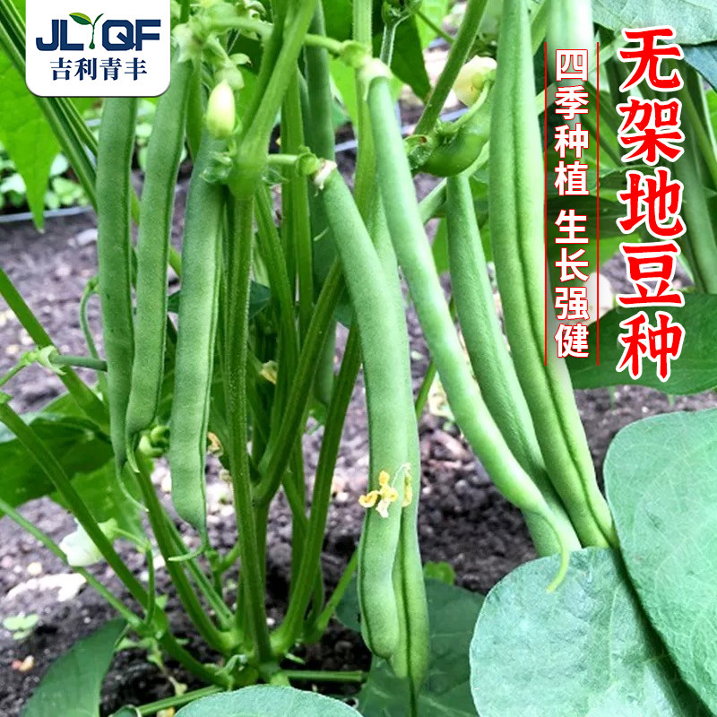 无架地豆种子苗高产不搭架豇豆豆角种孑春夏秋菜豆矮生四季豆种籽,鲜花速递/花卉仿真/绿植园艺,家庭园艺种子,淘宝优惠券,粉丝福利购,淘宝优惠卷