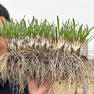 韭菜根苗紫根紫红根新韭菜根籽苗盆栽种菜四季蔬菜苗种孑韭菜种子