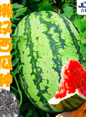 懒汉西瓜种子免整枝8424麒麟西瓜种籽苗秧南方甜王春四季种孑大全