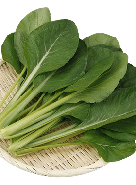 小菘种子油菜高产农家四季