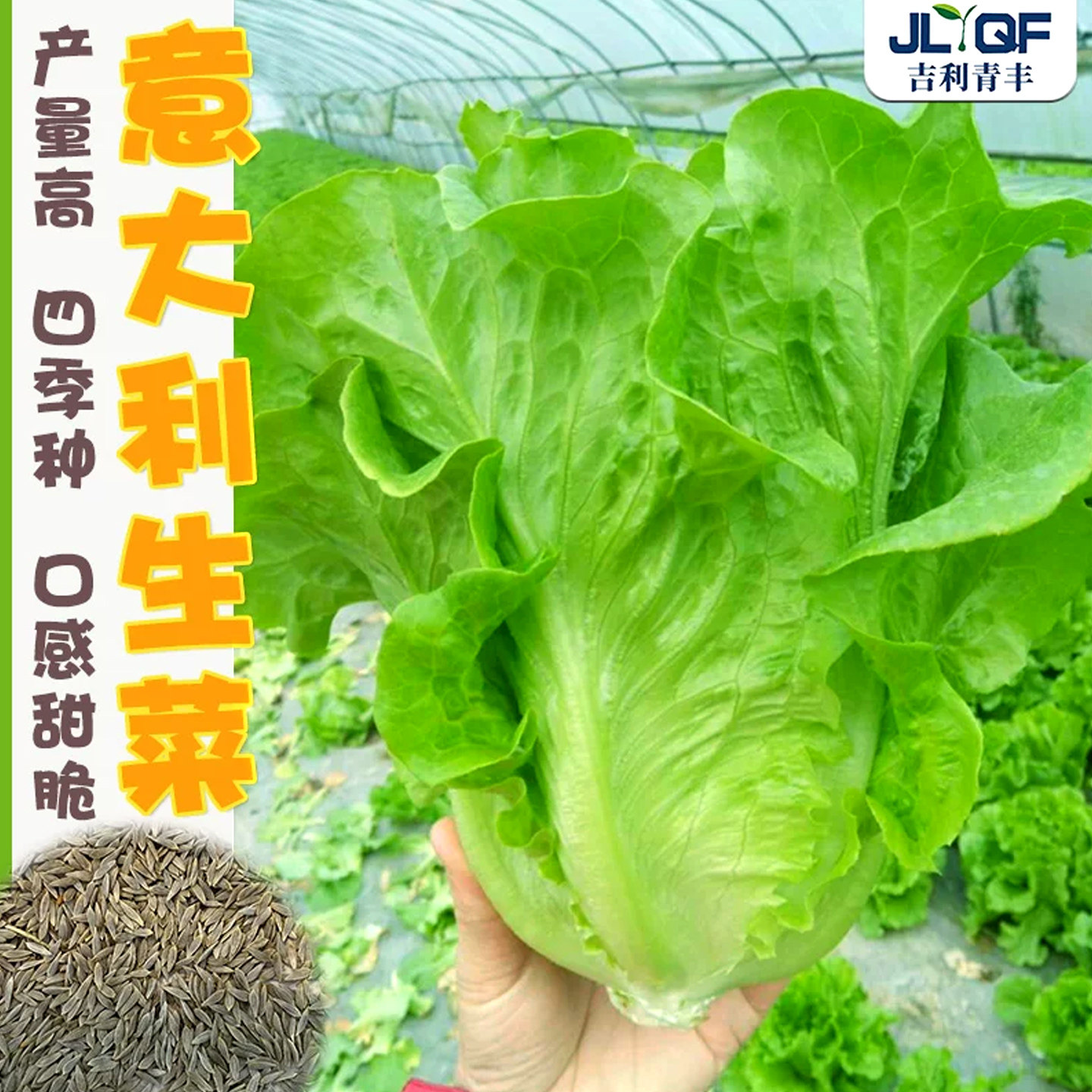 意大利生菜种子罗马耐热四季