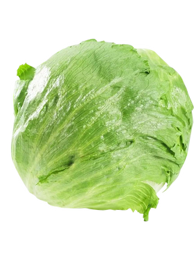 结球生菜种子四季种植