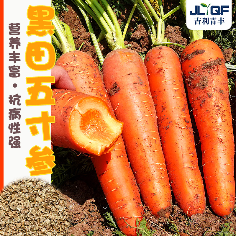 三红胡萝卜种子小人参种籽四季