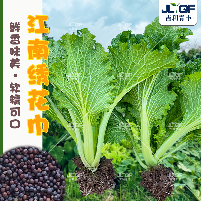 吴江香青菜种子耐寒小白菜秋冬四季江南绣花巾种孑梅干菜种籽大田