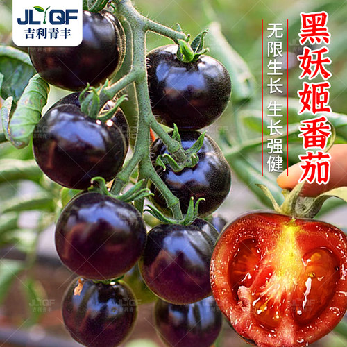 黑番茄种子西红柿四季