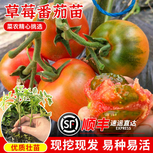 酸甜草莓番茄秧苗水果西红柿种苗子春秋四季盆栽高产铁皮柿子苗孑