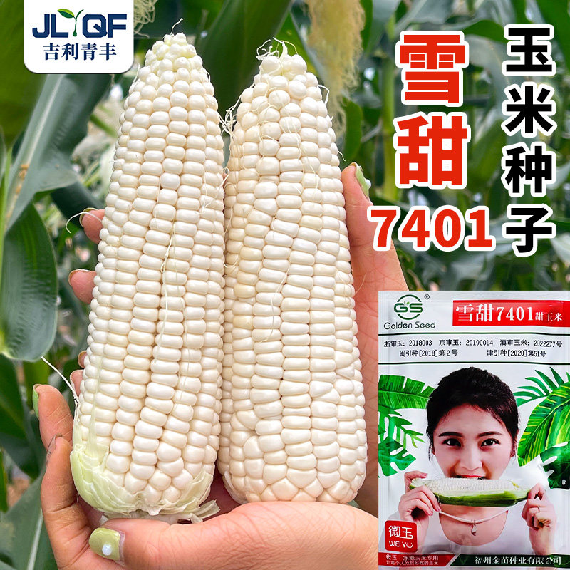 雪甜7401水果玉米种子超甜白玉米种籽春秋四季鲜食微玉爆汁玉米孑