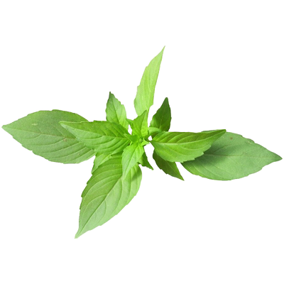 大叶荆芥种子苗香特色野菜春季