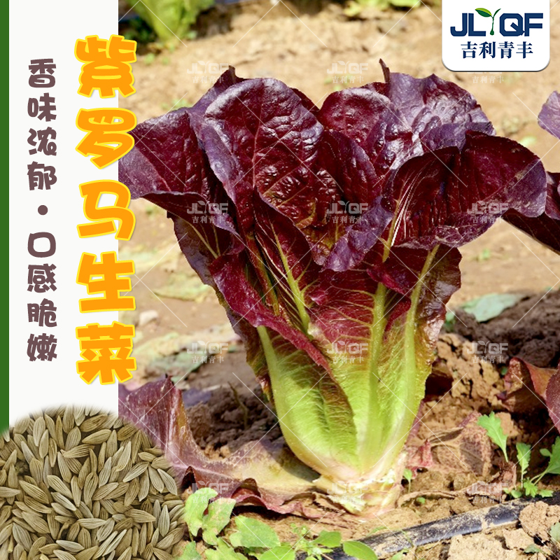紫叶罗马生菜种子脆甜