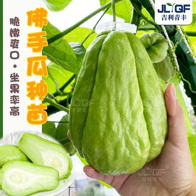 佛手瓜苗秧带芽福寿瓜种籽高产扶手瓜种子春四季盆栽佛手瓜种孑苗
