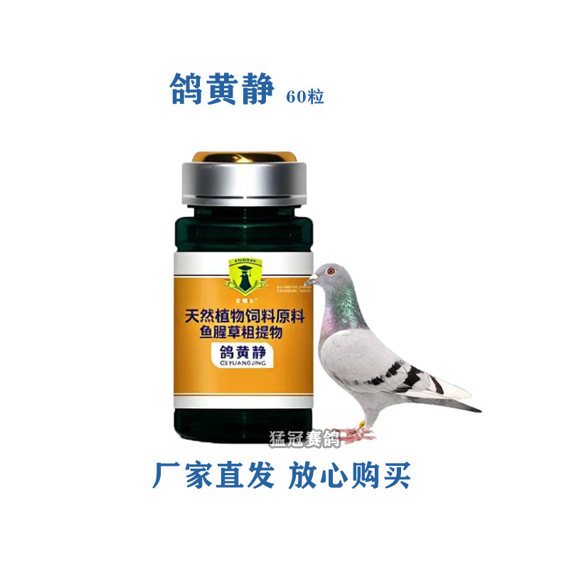 戈博士鸽黄静信鸽赛鸽子用品保健