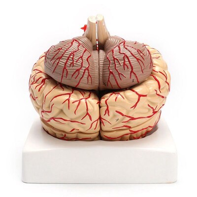 1 1 Life Size Human Anatomical Brain Pro Dissection Organ T