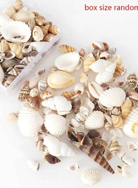 Natural Conch Shells Mini Conch Corn Screw Wall Decoration D