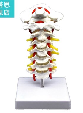 Cervical Vertebra Arteria Spine Spinal Nerves Anatomical Mod