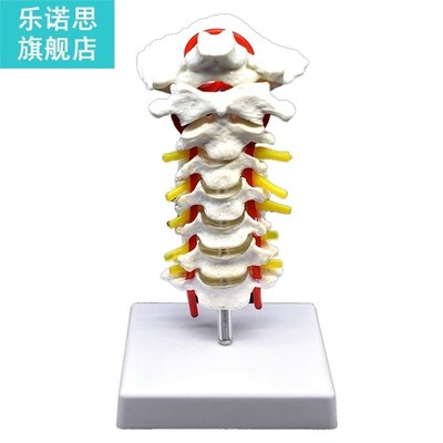 Cervical Vertebra Arteria Spine Spinal Nerves Anatomical Mod