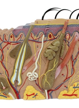 Skin Model,Skin and Hair Structure Enlarge Model Anatomical