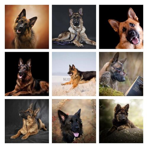 5D DIY Diamant Schilderij Canine Dier Hond Duitse Herder Dia