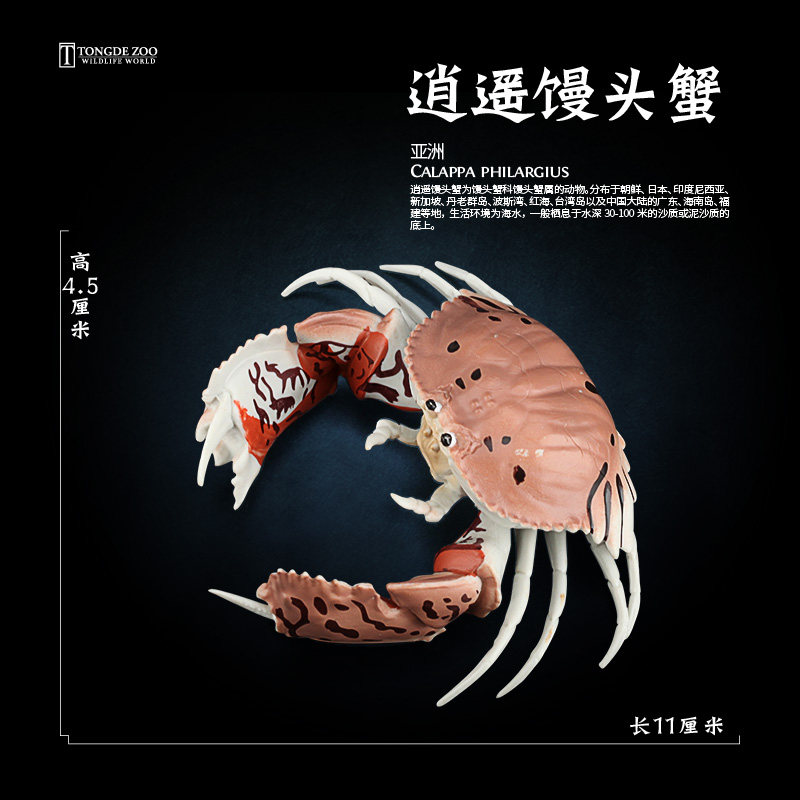 童德逍遥馒头蟹模型仿真海洋动物玩具眼斑馒头蟹儿童认知益智