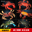 童德螃蟹模型海洋动物玩具儿童仿真海底生物模型梭子蟹红花蟹青蟹