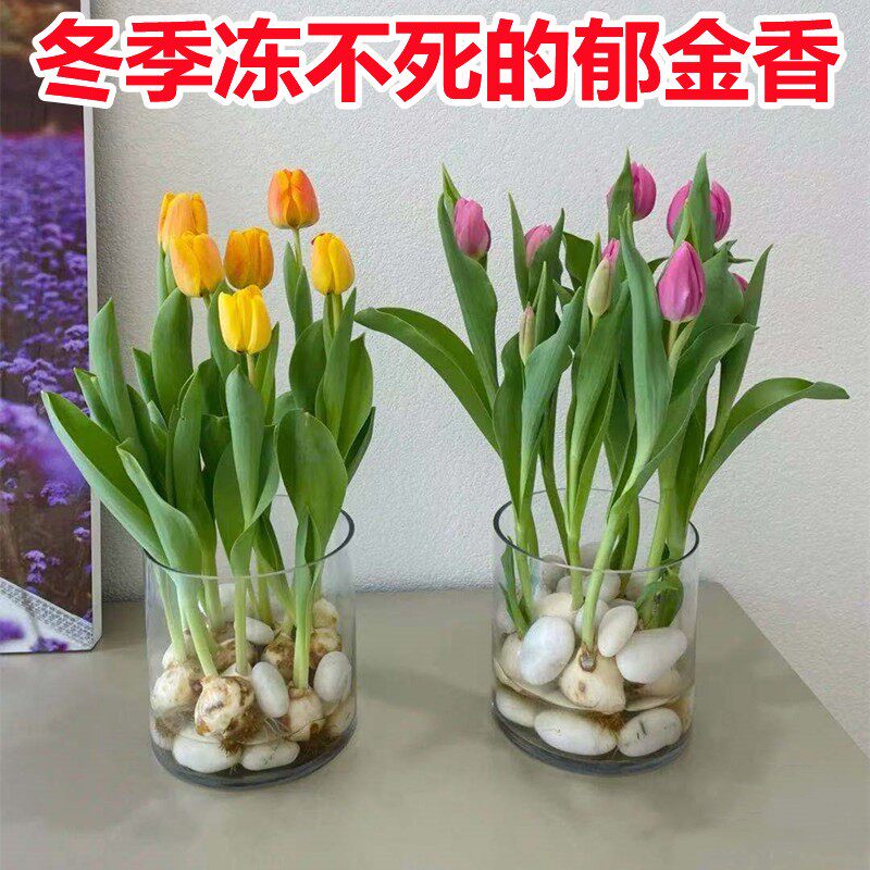 5颗郁金香种球四季易活室内外开花不断植物花卉盆栽好养花种籽子