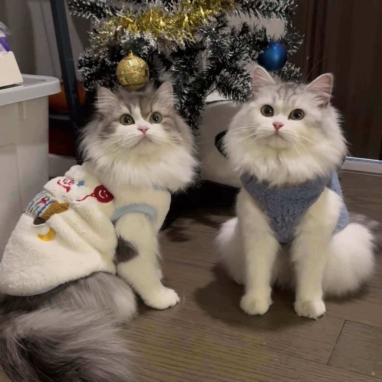 猫咪衣服冬装加绒保暖可爱布偶猫金渐层小狗绒衣冬季宠物卫衣服装