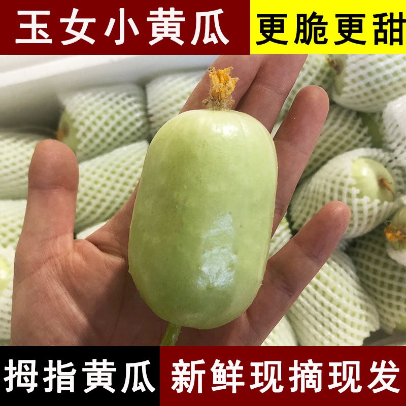 新鲜头茬玉女黄瓜5斤水果小黄瓜小青瓜新鲜生吃黄瓜脆瓜无糖瓜