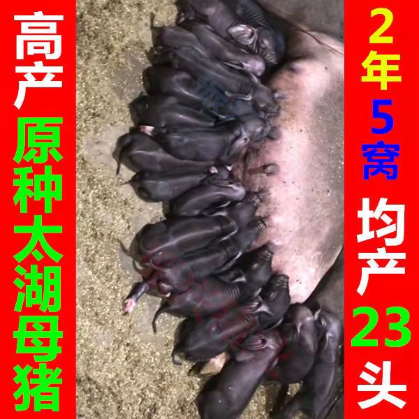 原种太湖苏太母猪高产长白大白约克母猪杜洛克种公猪二元猪仔活体-封面