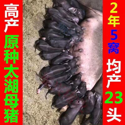 原种太湖苏太母猪高产长白大白约克母猪杜洛克种公猪二元猪仔活体