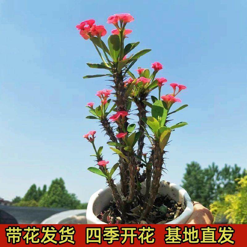 虎刺梅花卉盆栽多肉植物室内外阳台庭院带刺植物四季开花铁海棠