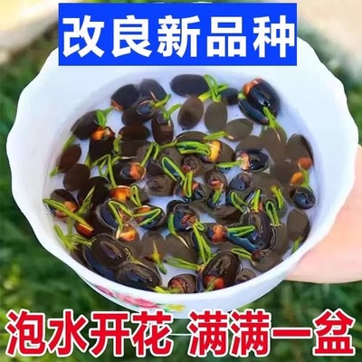 【不活包赔】睡莲水培植物荷花