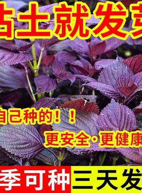 【99%爆芽率】食用双面紫苏种子