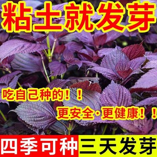 紫苏籽可食用双面红紫苏种大叶紫苏种子四季耐热阳台盆栽蔬菜种子