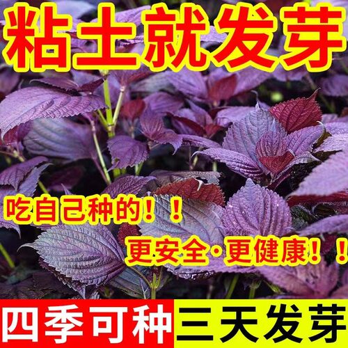 【99%爆芽率】食用双面紫苏种子