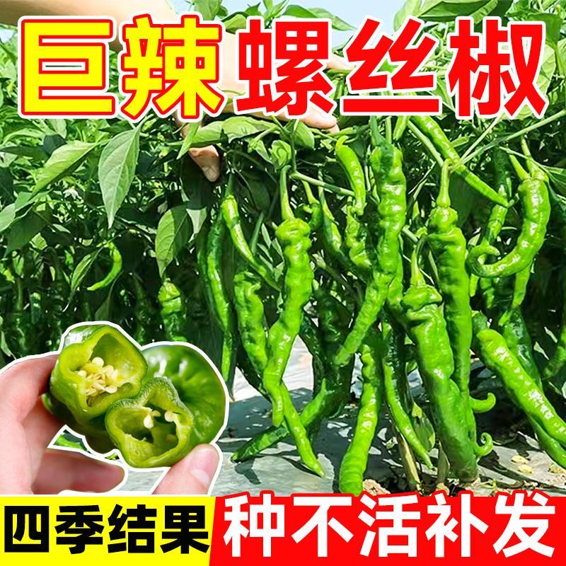 螺丝椒种子杭籽特大薄皮辣