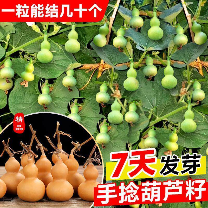 手捻小葫芦籽种子文玩葫芦盆栽种孑大全阳台庭院爬藤植物四季观赏
