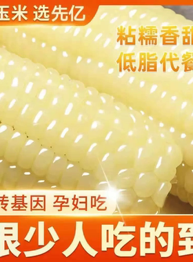 【99%存活率】白糯玉米种子