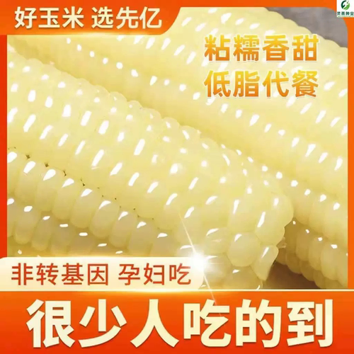 【99%存活率】白糯玉米种子