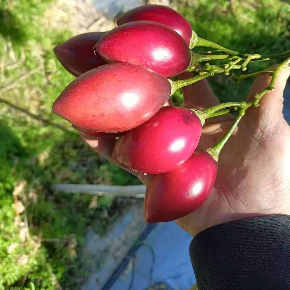 云南紫心大树番茄甜番茄绿植盆景四季结果