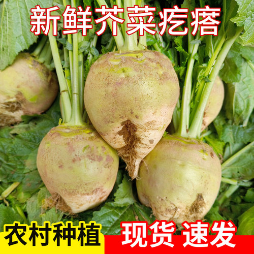 新鲜芥菜疙瘩现挖大头菜产地直销