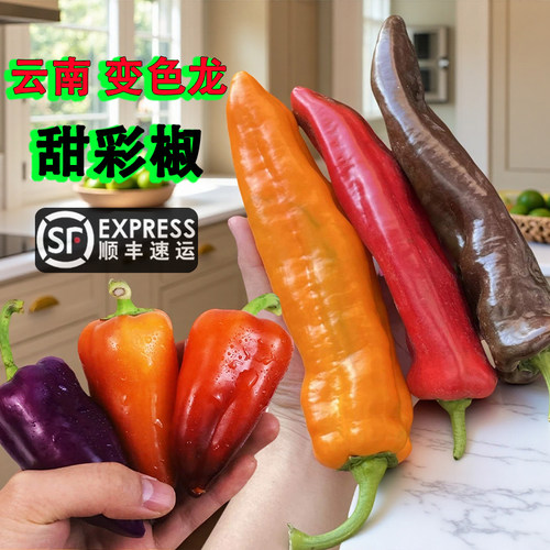 顺丰头茬彩椒变色龙甜椒生吃脆嫩多汁水果卡樂佩普多色沙拉塔塔蜜