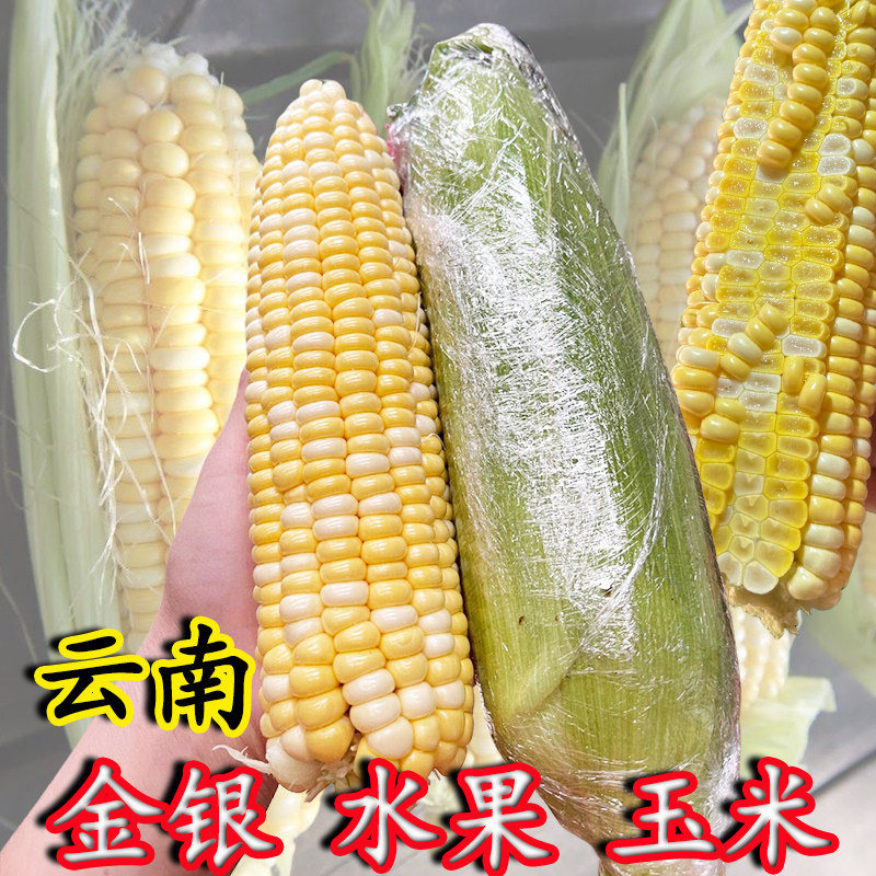 云南金银水果玉米生吃爆浆新鲜现摘非转基因甜玉米棒子苞谷米煲汤