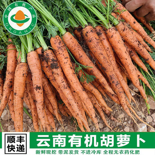 云南有机胡萝卜新鲜现挖带泥土发货甜脆宝宝辅食非转基因小罗卜红