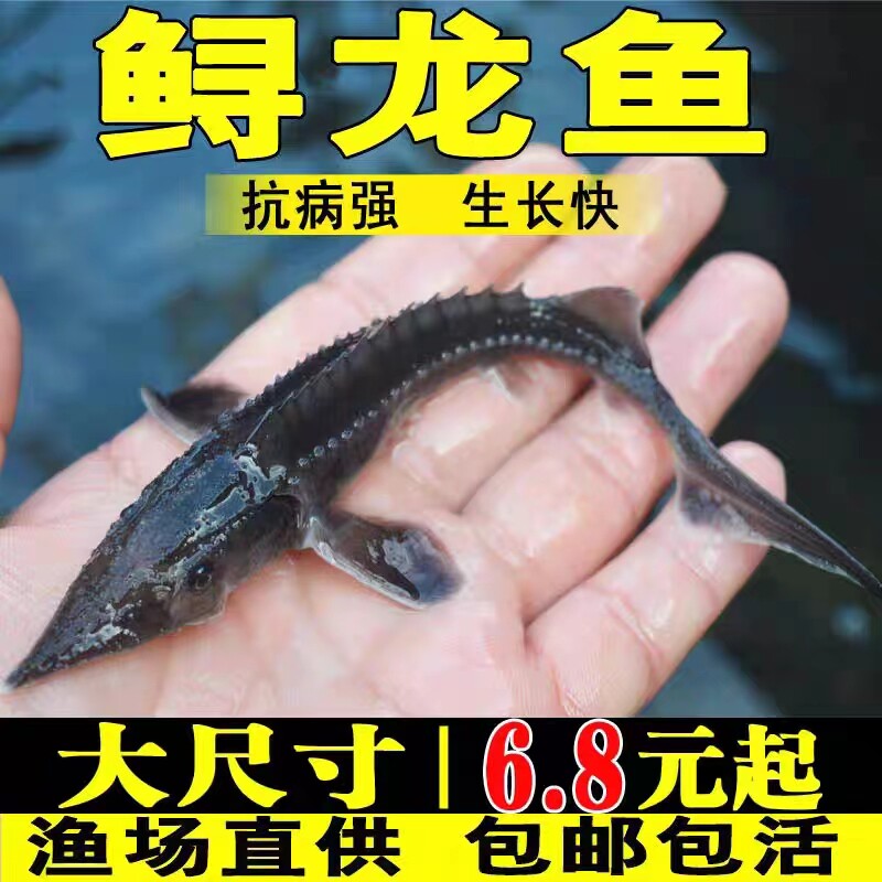 安徽中华鲟鱼苗淡水鱼苗幼苗大鲟鱼苗养殖鲟鸭嘴鱼鲟龙鱼苗观赏鱼