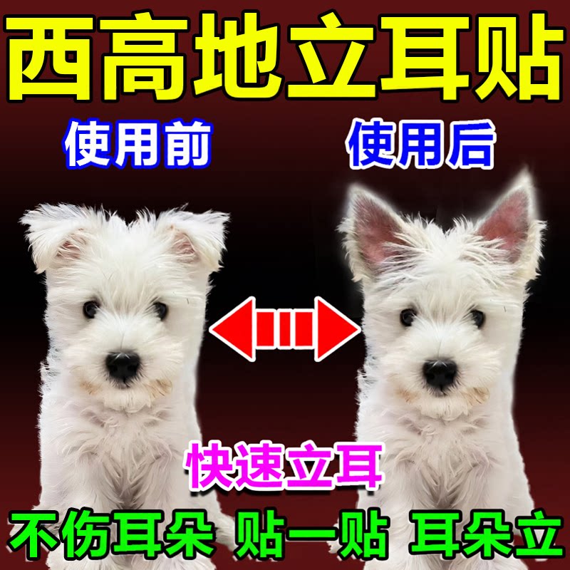【贴1次终身不塌】西高地立耳贴
