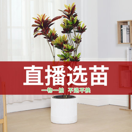 直播链接[抽奖专用链接]