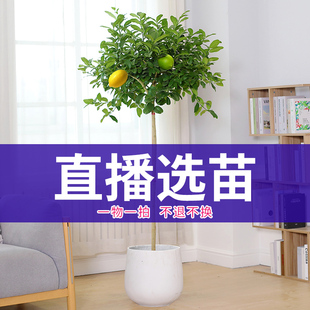 可直接下单 价格和直播同价 2026 赤映直播链接